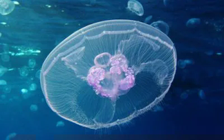méduse dans l'océan